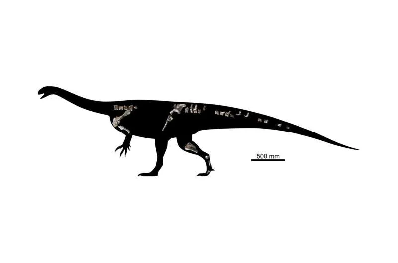 Съставна фигура на запазените кости от холотипа на Musango matusadonaensis