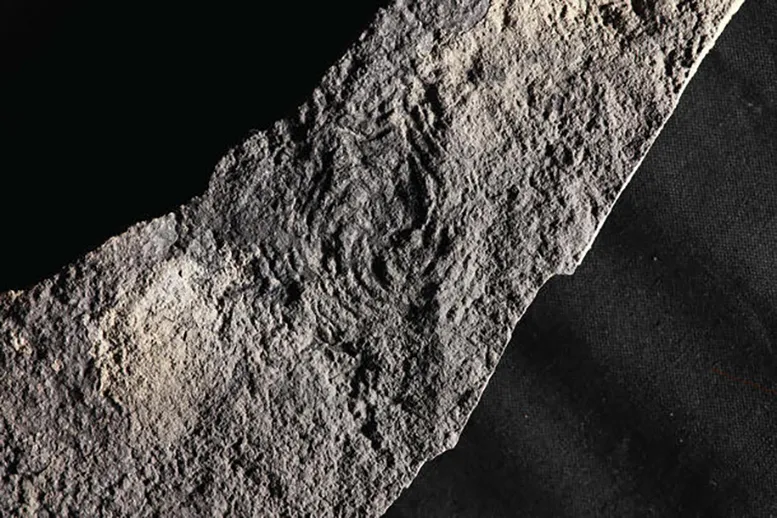 Отпечатък на Eoandromeda с осем спираловидни рамена