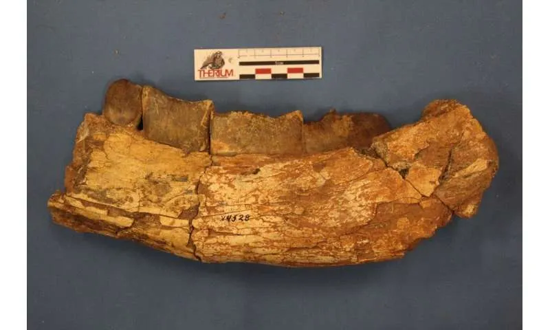 Челюст на Xenastrapotherium kraglievichi със следи от зъби