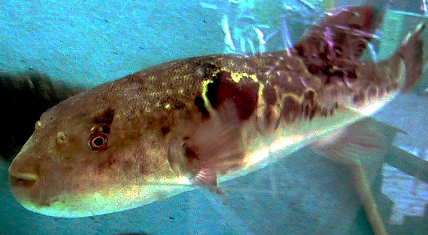 Риба фугу (Takifugu rubripes) в аквариум