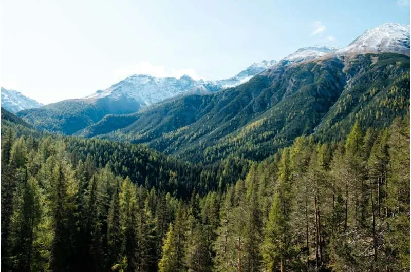 Планинска гора в Швейцария