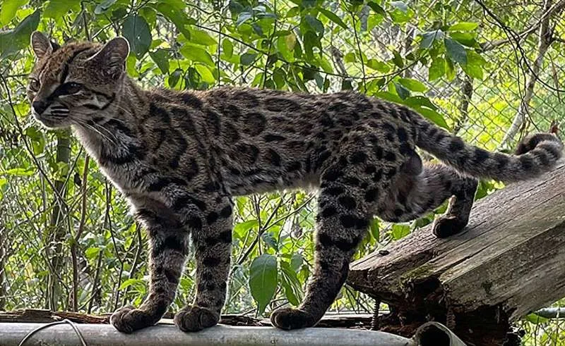 Жив екземпляр на Leopardus tilcayo от боливийските Юнгас